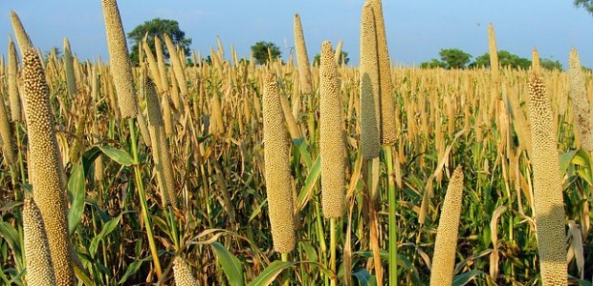 Millets can tackle Indias malnutrition problem, help farmers