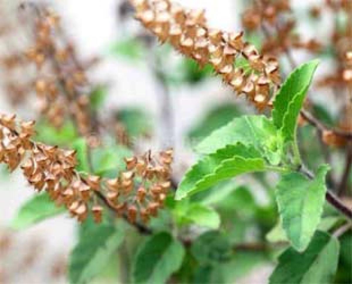 Scientists sequence Tulsi genome for medicinal value