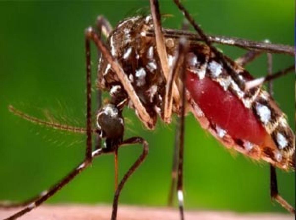 Zika virus linked to neurological disorder