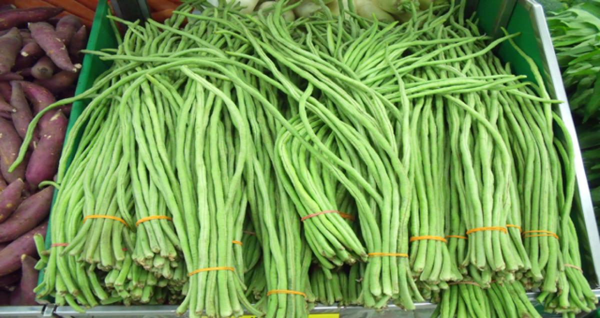 Farmer reaps rich dividends with Yardlong bean cultivation