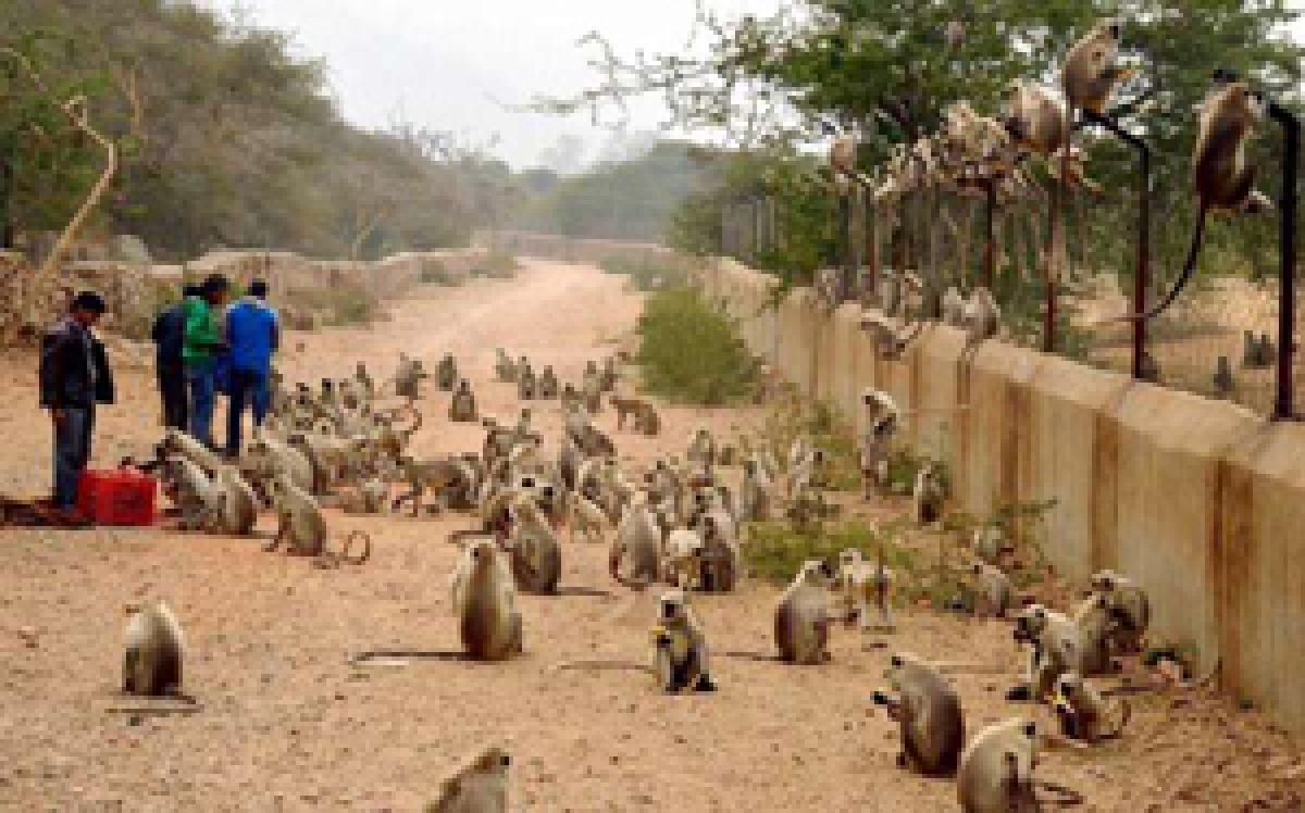 Villagers on a mission to end monkey menace