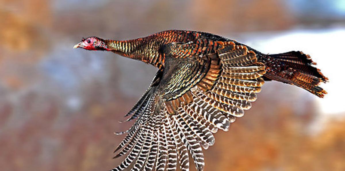 Why you fly and fail to fly dear Turkeys? A corporate leadership message