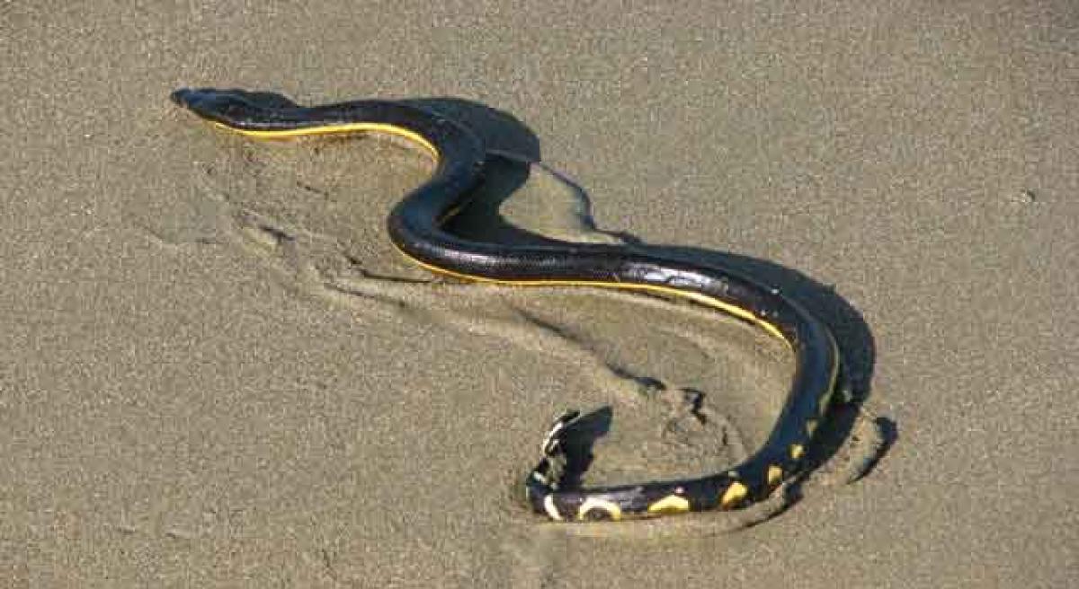 Sea snakes have extra sense to feel movement in water