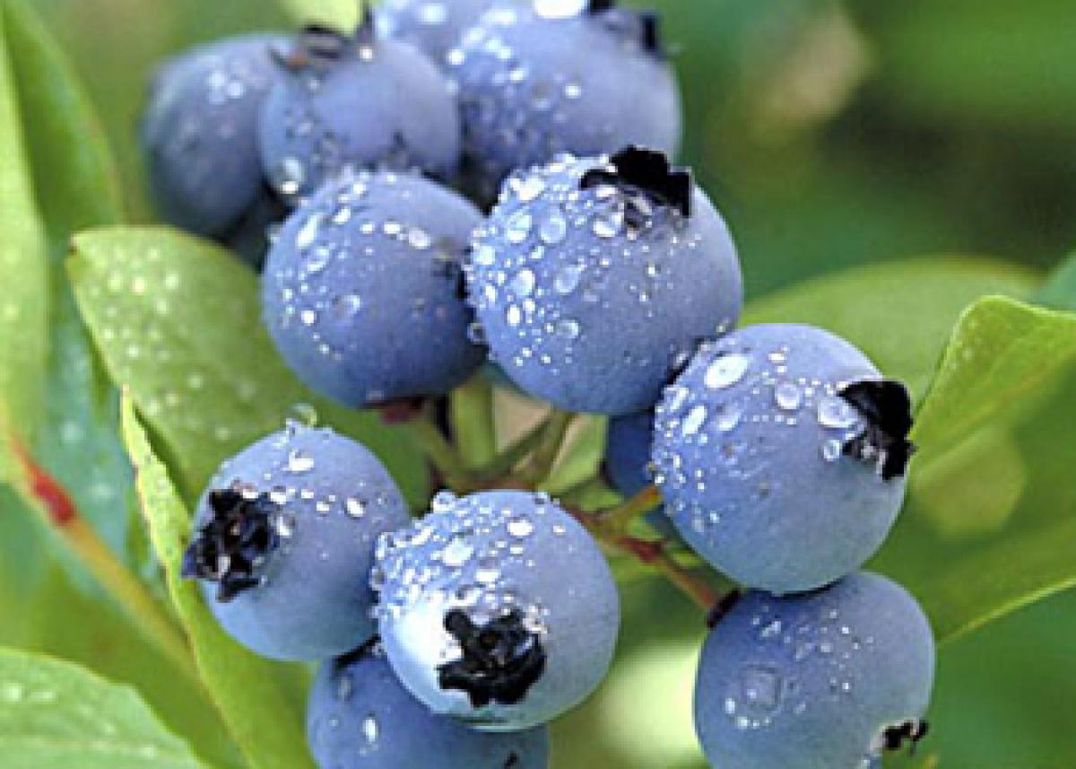 How Blueberries protects against Alzheimers