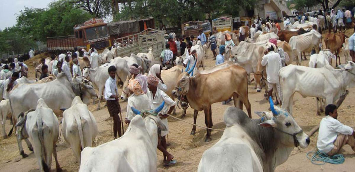 Distress sale of beloved cattle