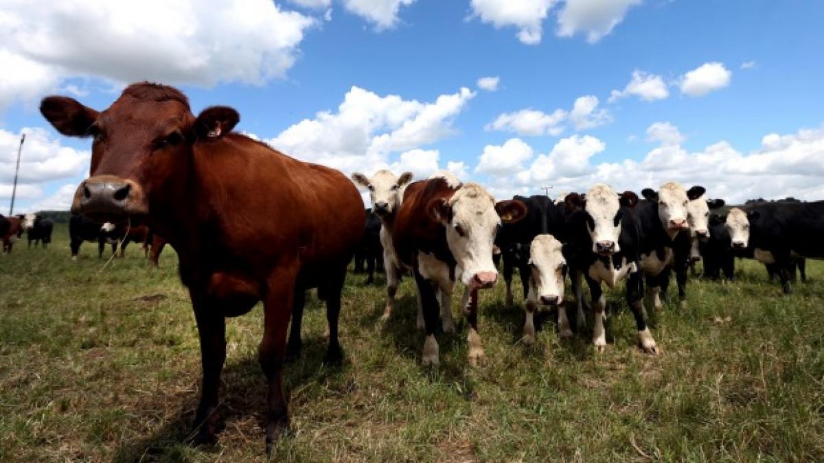Russia to ban beef imports from New Zealand