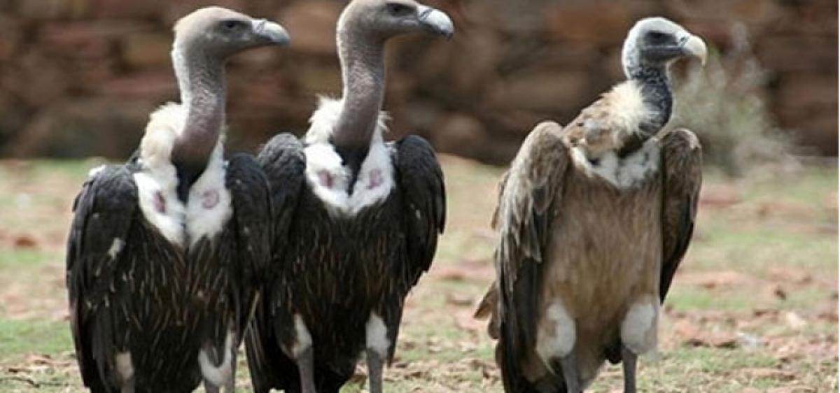 Pulling vultures back from brink