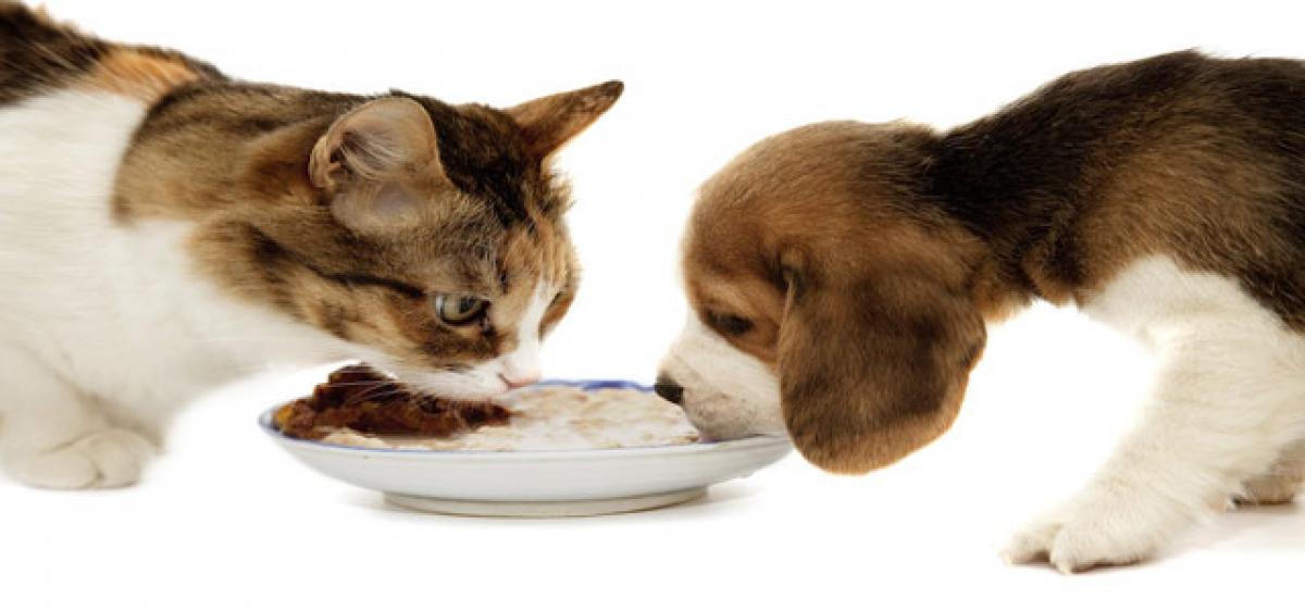 Mixed feeding for pets