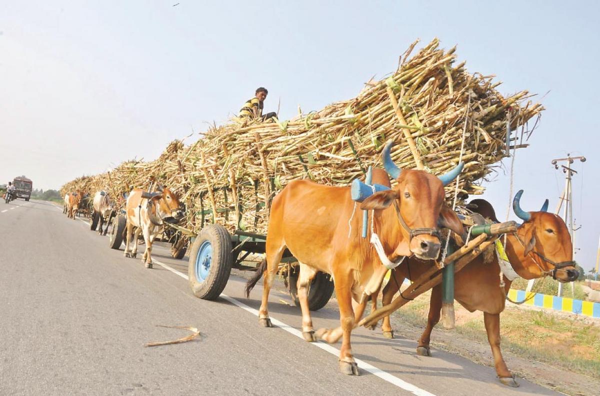 Nizam Sugar Factory closure: Farmers badly hit