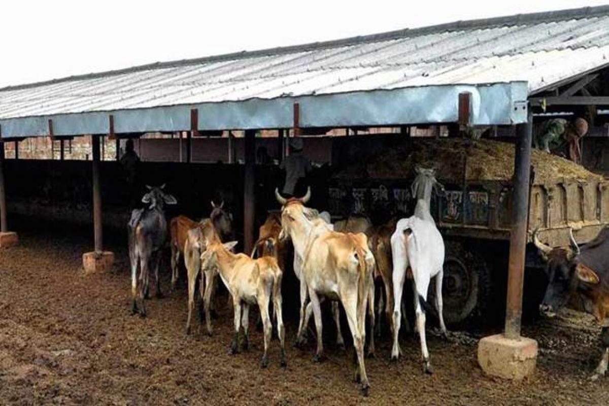 Gujarat government to introduce harsher punishment for cow slaughter