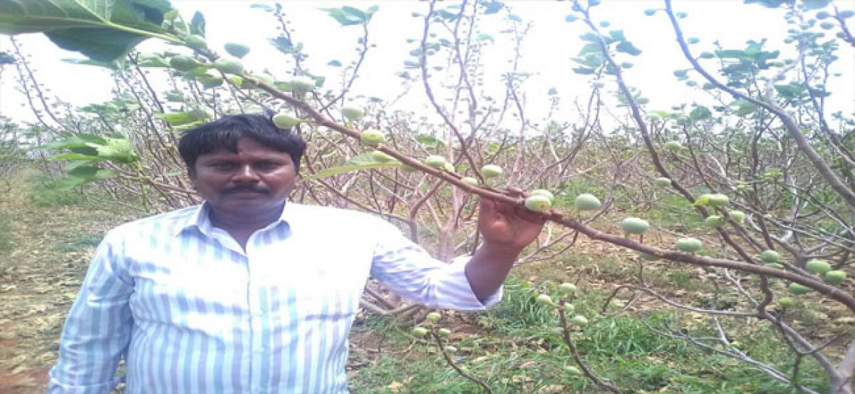Anantapur farmers find new hope in fig plantation