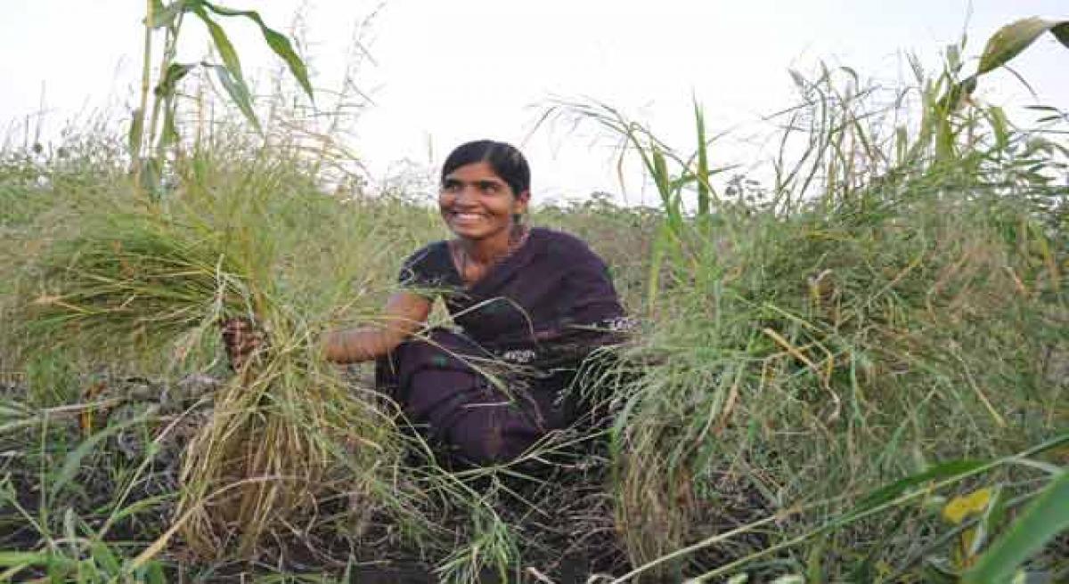 Vinodha stands tall, shows farmers the way by growing millets
