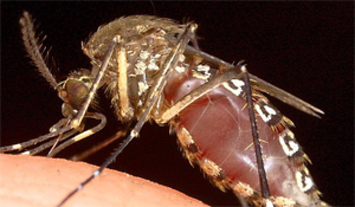 New compound can treat malaria with single shot