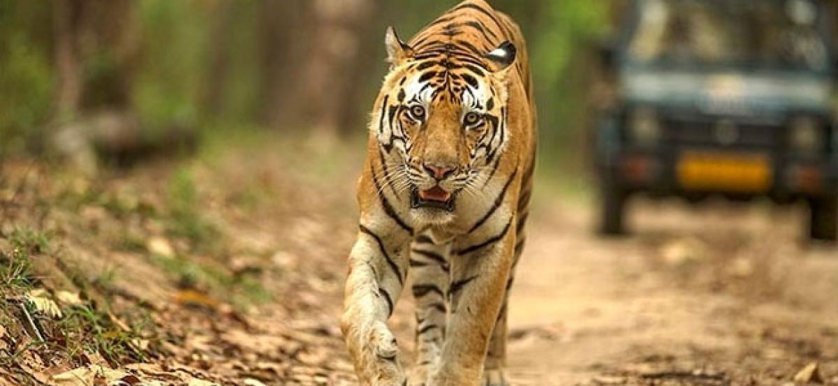 62 tigers sighted during annual waterhole census at TATR