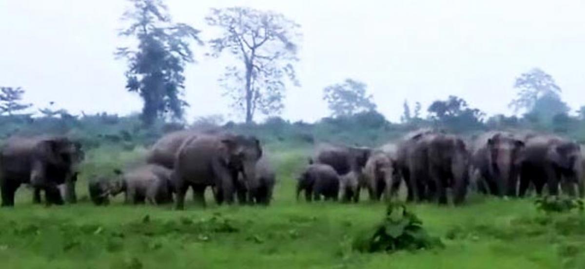 240 elephants spotted in north Bengal