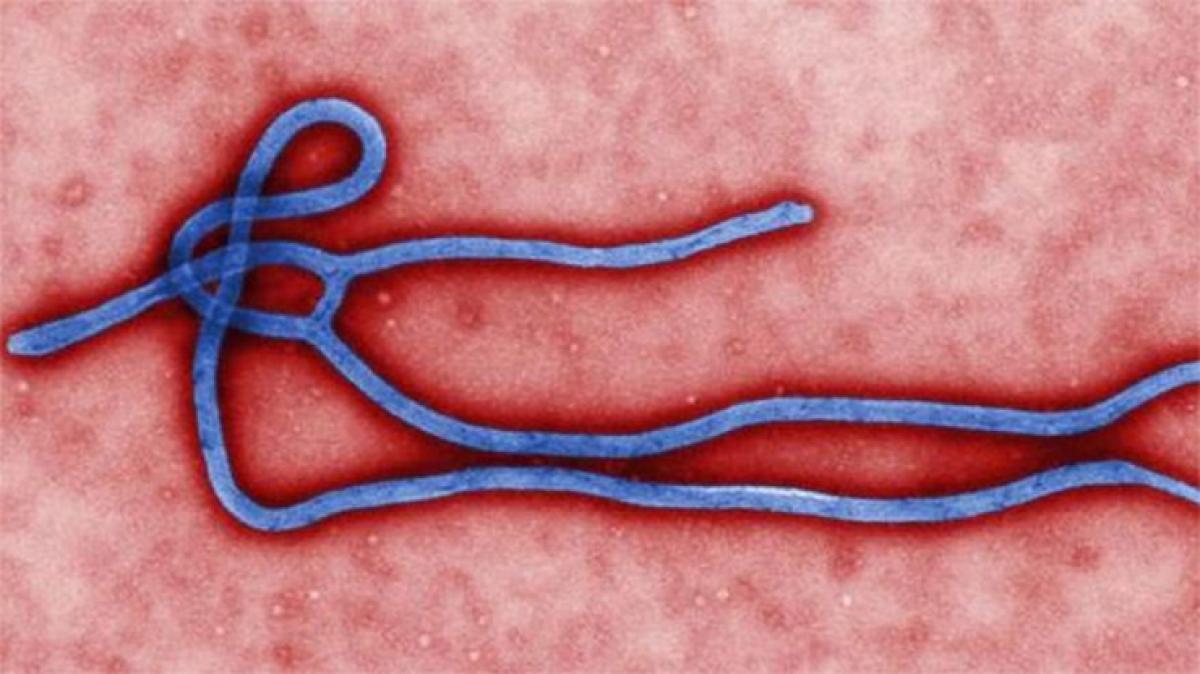 Test shows new Liberian Ebola case similar to earlier virus