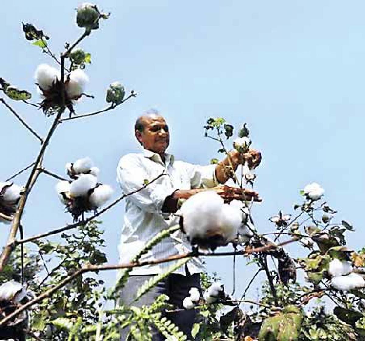 Cotton exports to  Pakistan  slump amid tensions