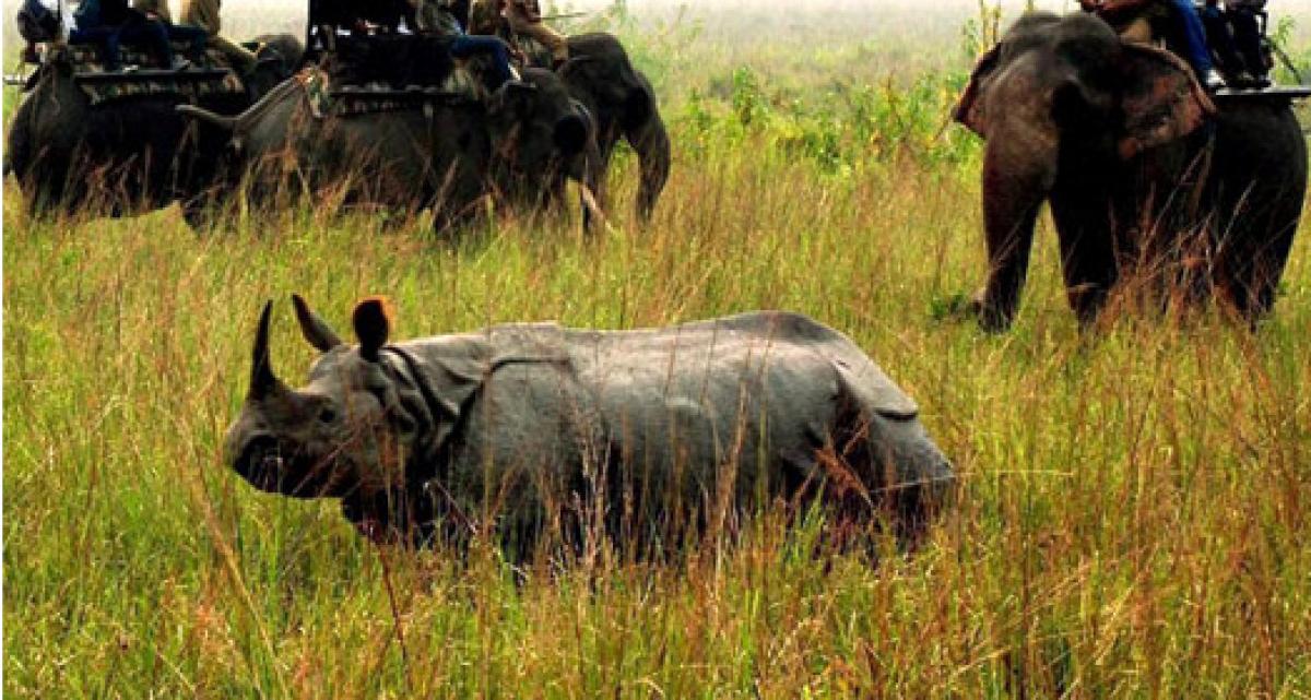 Another one horned rhino falls prey to Poachers in Kaziranga