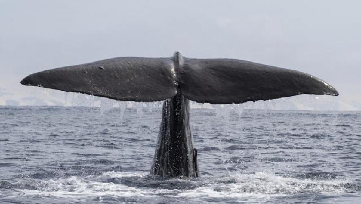 Omani fishermen stumble upon rare whale vomit worth USD 2.5 million