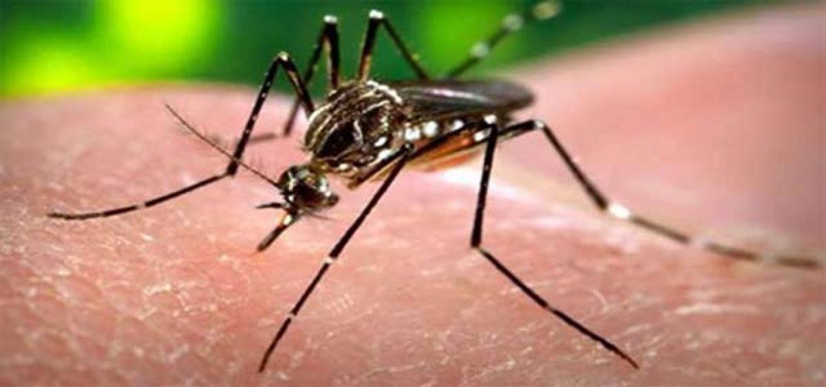 Dengue deaths on the rise