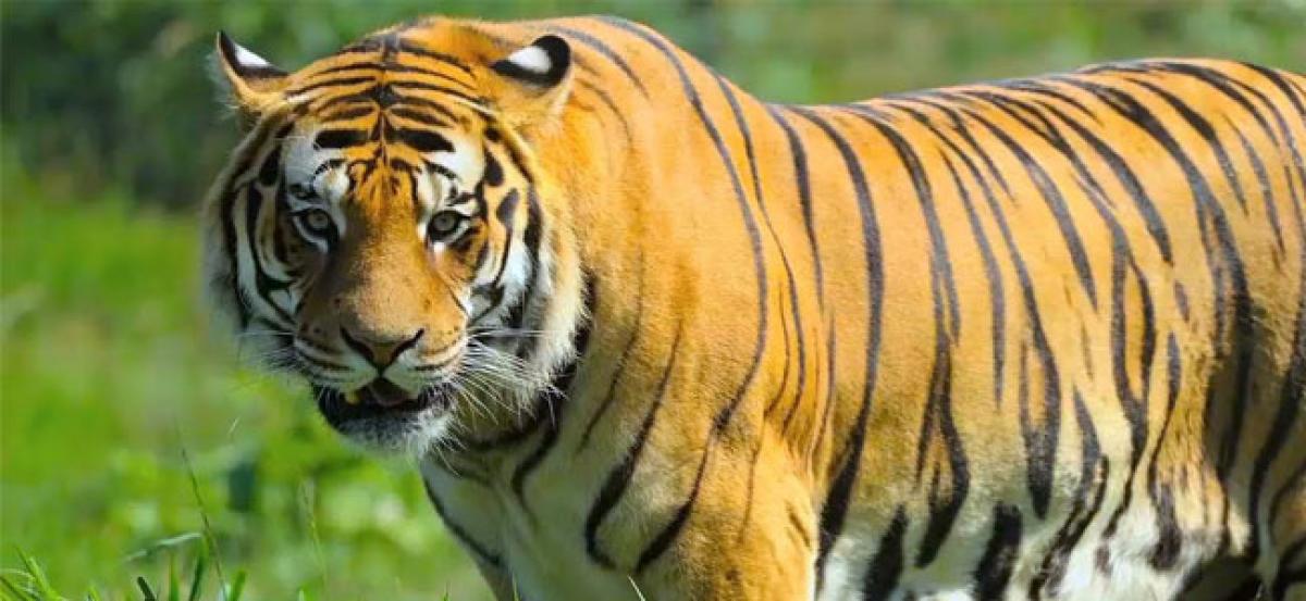 Wild Tigers Populations Are Increasing For the First Time