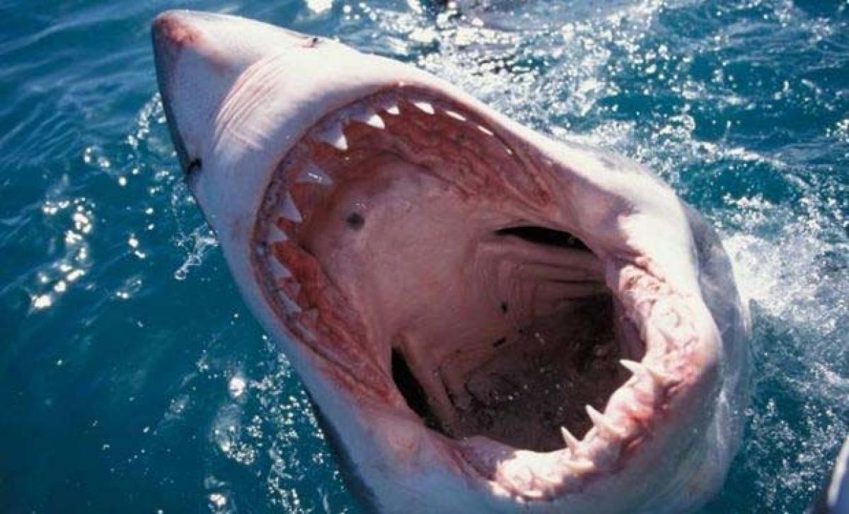 Australian beaches closed after latest shark attack