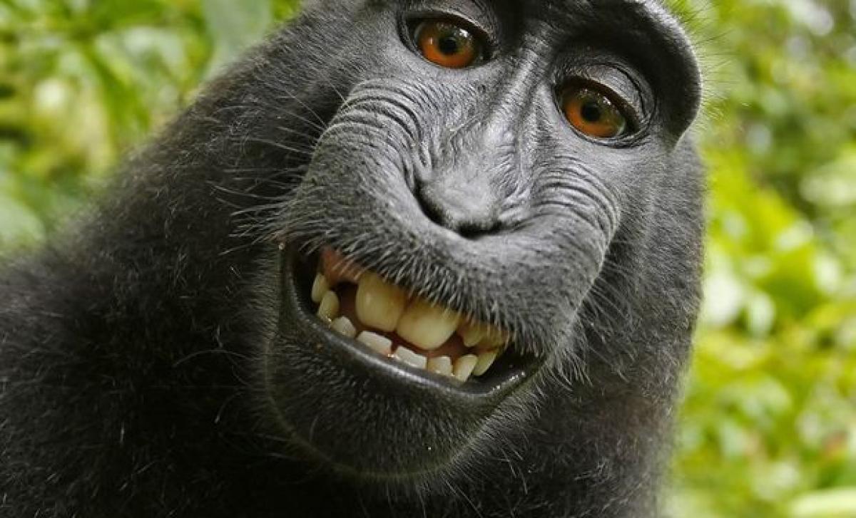 US lawsuit: Monkey who took selfie should own copyright