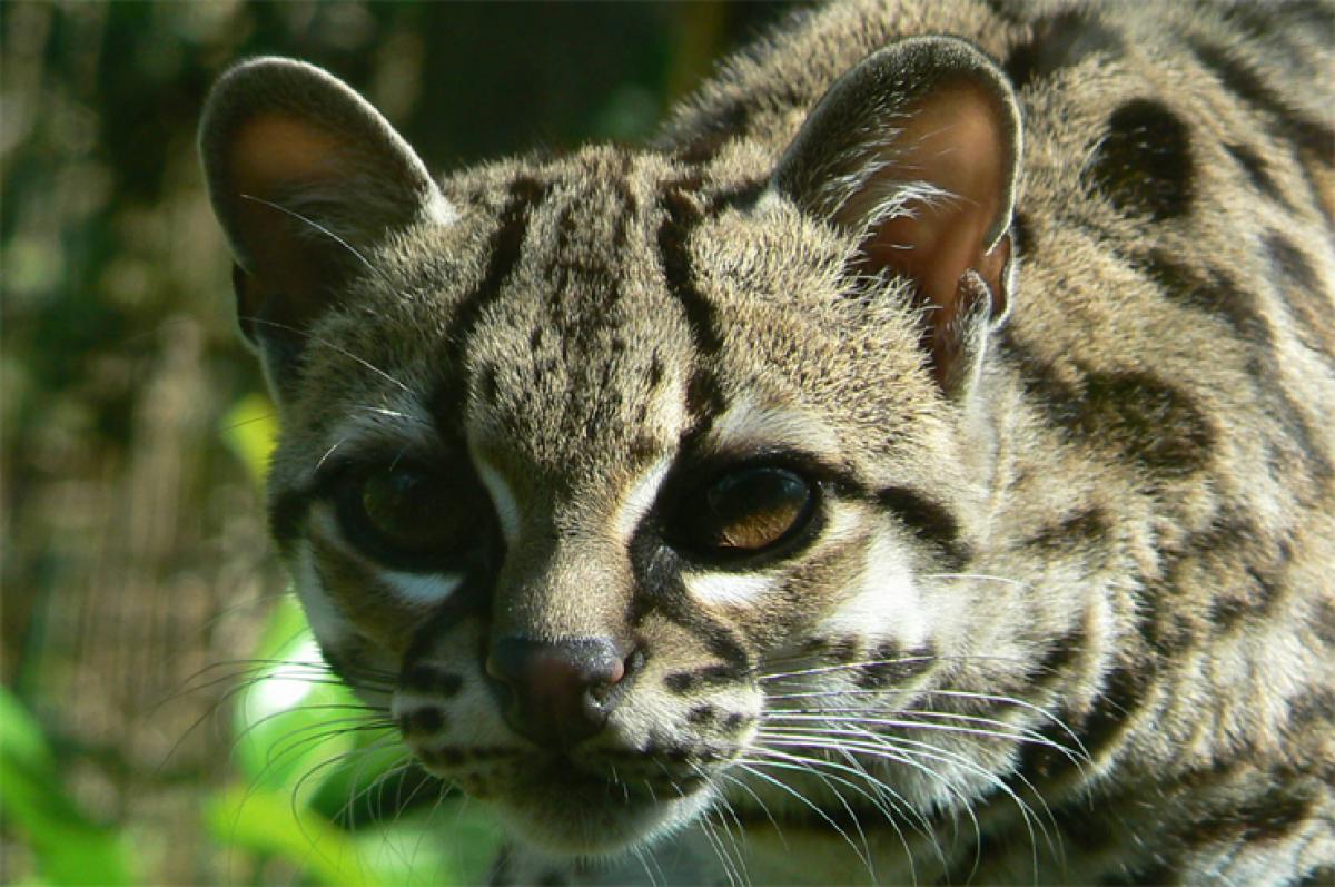 They are thieves who steal identity…a HR message from Margay Cat