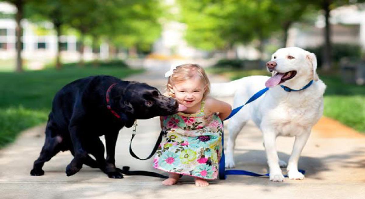 Labrador store and kids