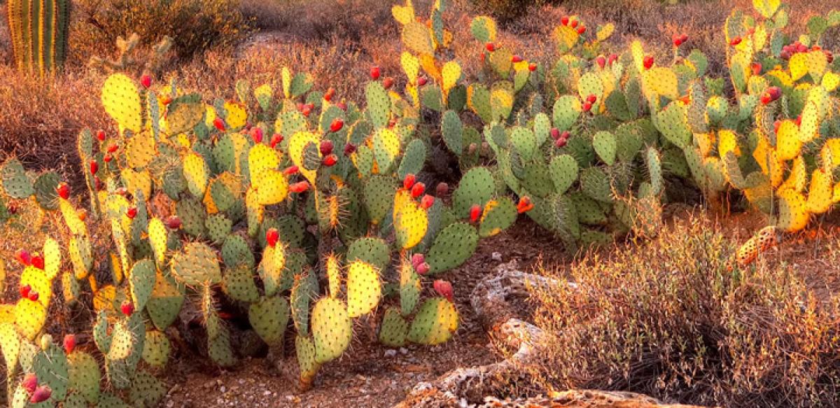 Cactus extract can purify contaminated water: Study