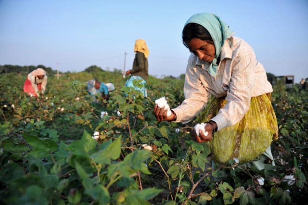 Cotton cultivation takes a tumble in Medak