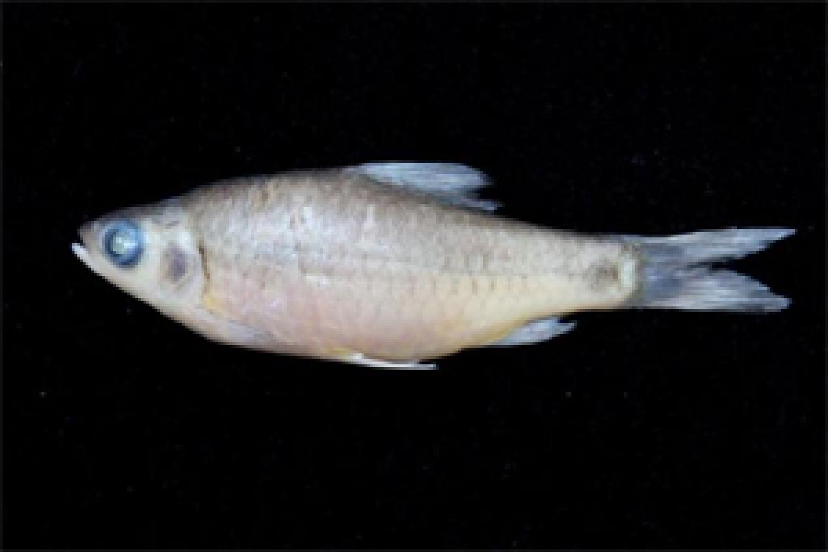 New fish species discovered in Kerala