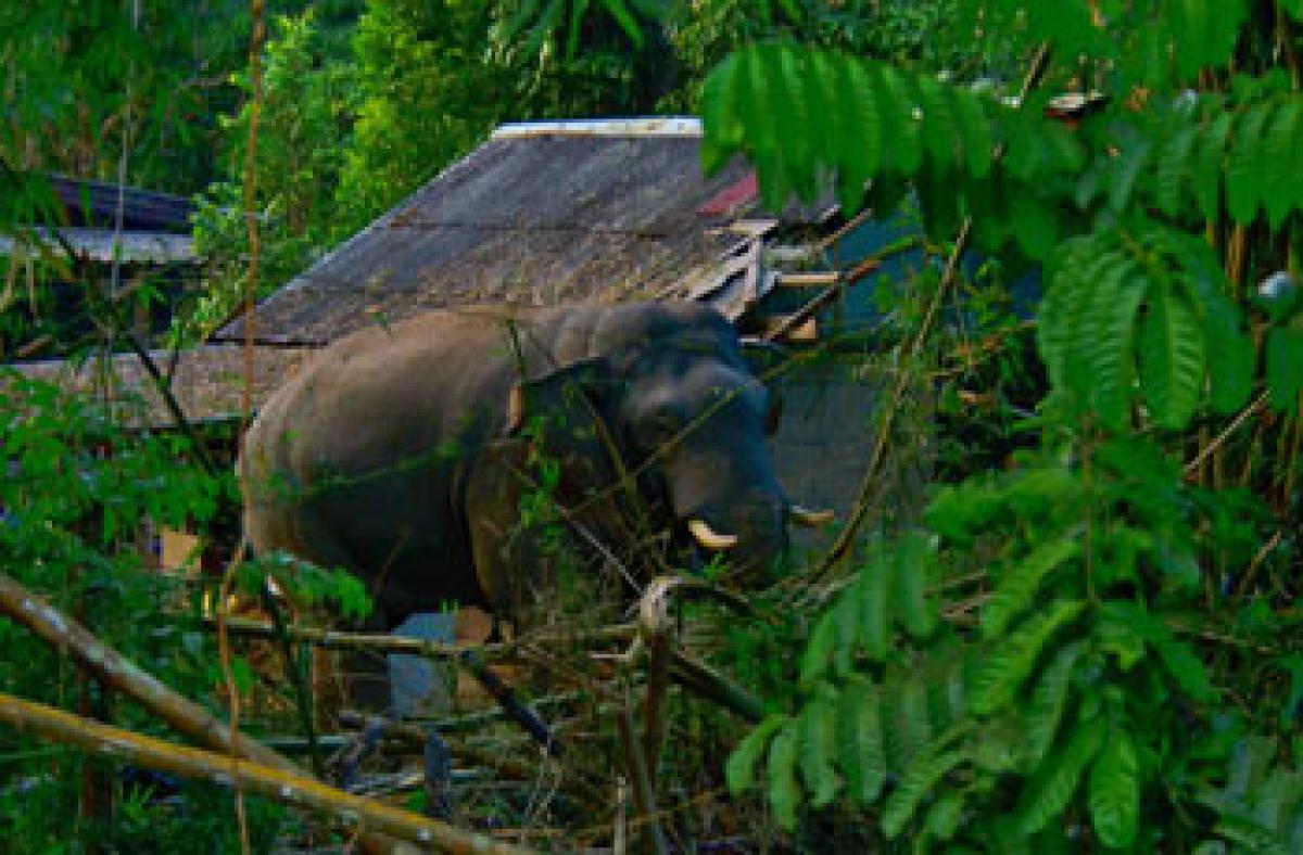 Thirsty tuskers destroy cashew, mango groves