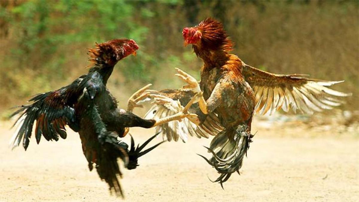 For punters, cock fights continue even after Sankranti 