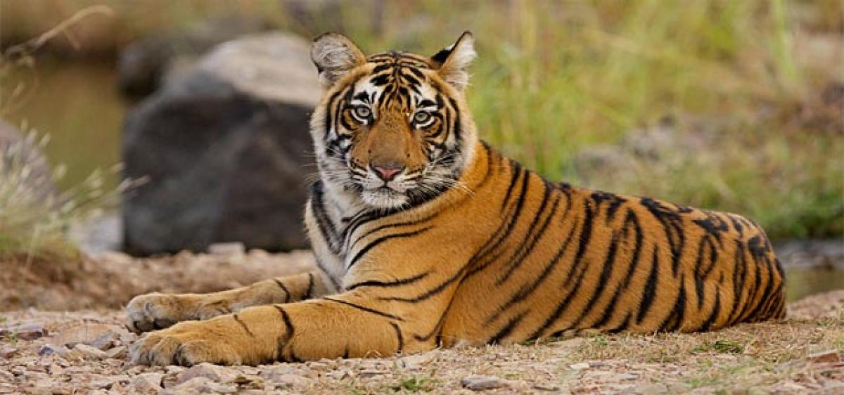 Capturing royal tigers in captivating frames