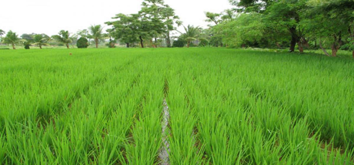 Paddy farmers in distress as no takers for produce