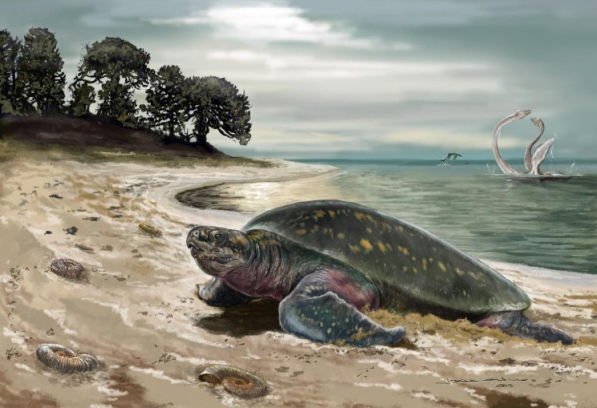 Worlds oldest fossil sea turtle discovered