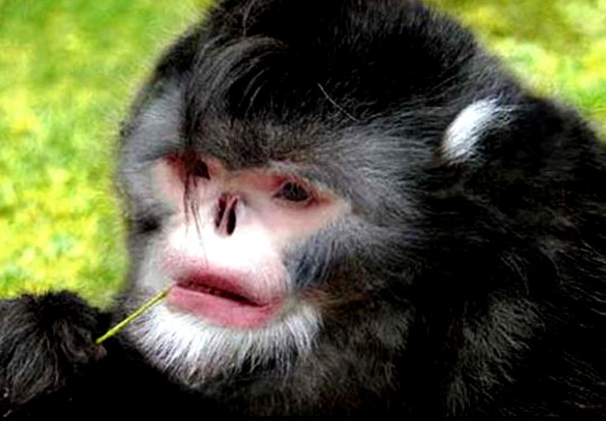 Among 200 New Species,  Sneezing Monkey Discovered