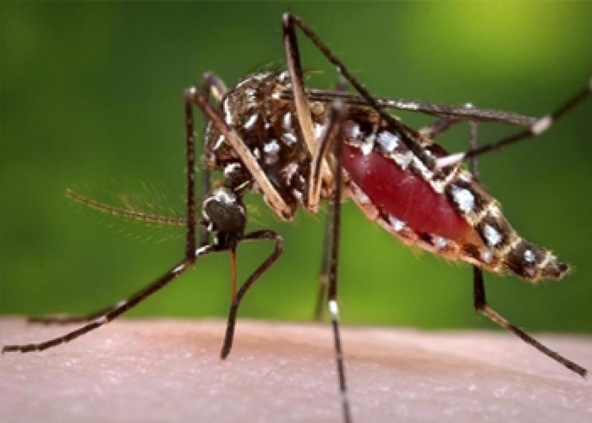 New dengue vaccine offers hope