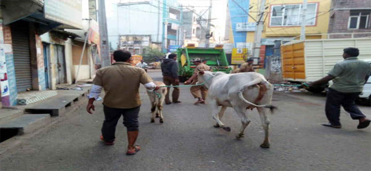 RMC to make city roads cattle-free