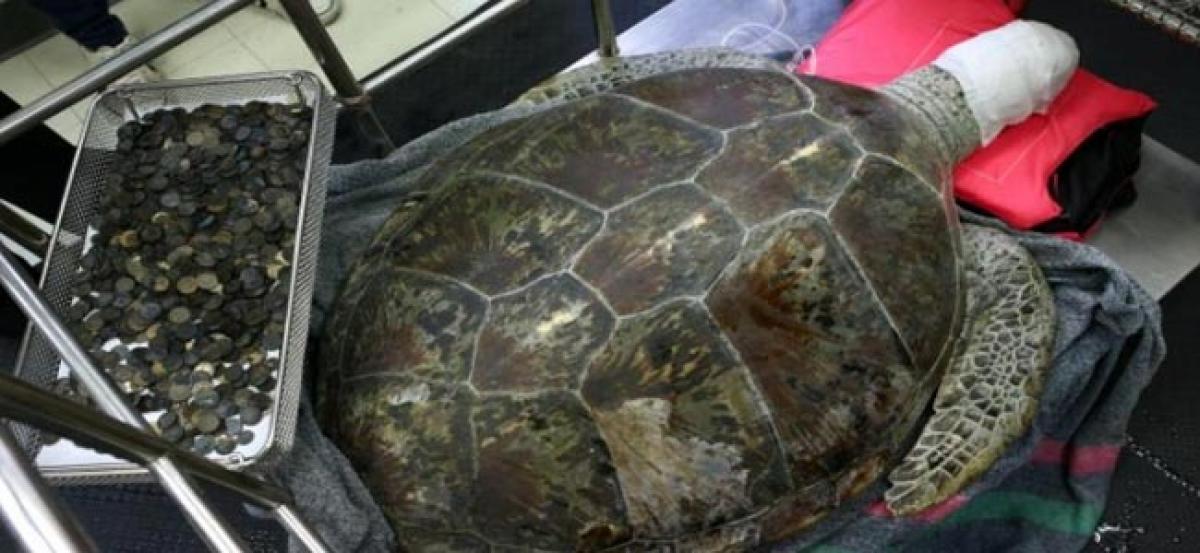 Thai piggy bank turtle dies after 915 good luck coins were removed from its belly