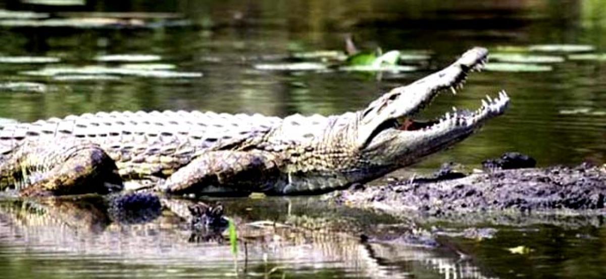 Oh snap! French tourist in Thailand attacked by croc while taking selfie