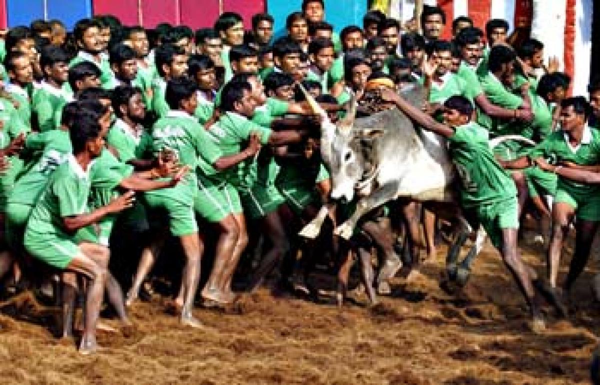 What is Jallikattu?