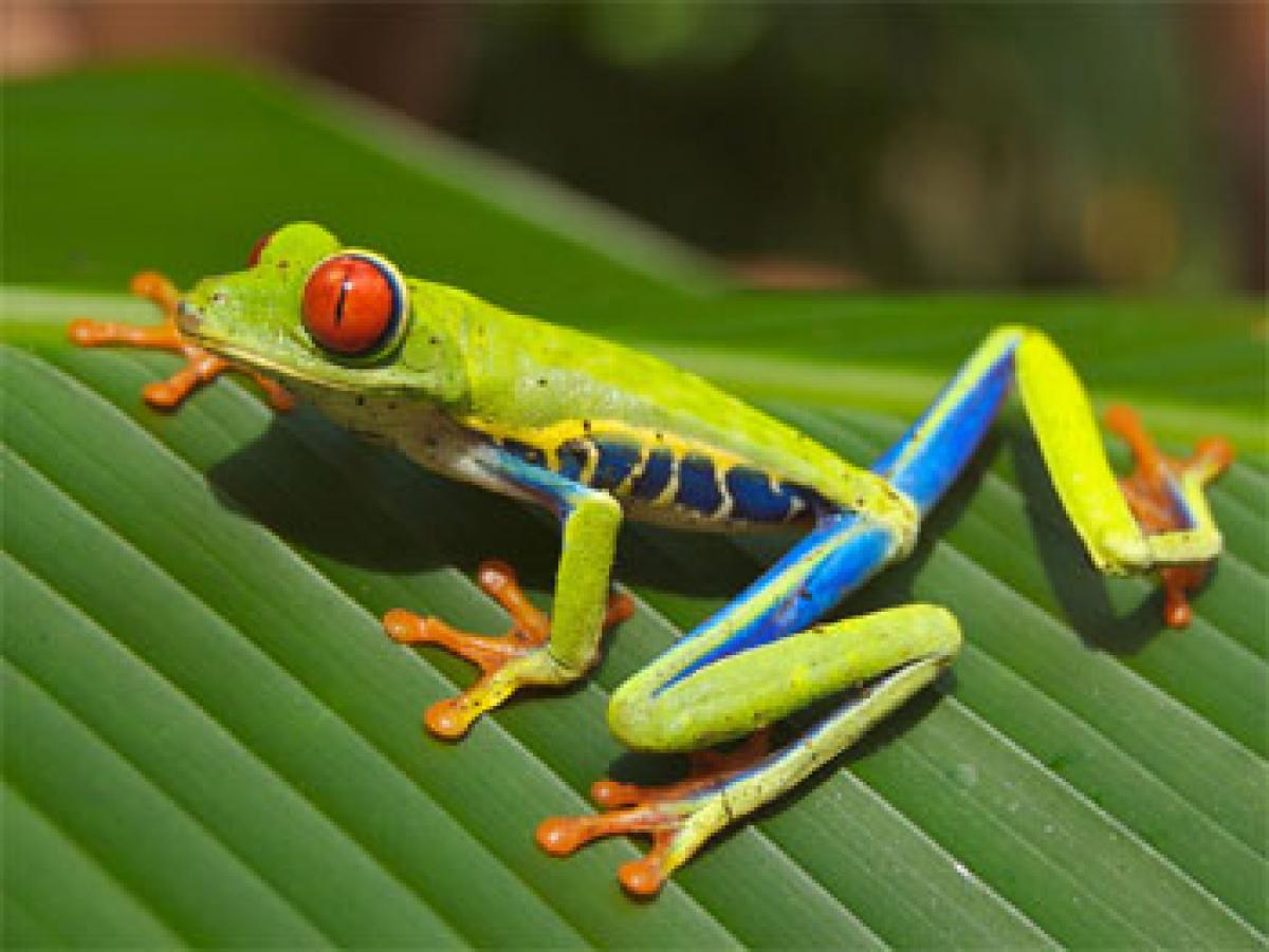 Poisonous frogs face greater risk of extinction