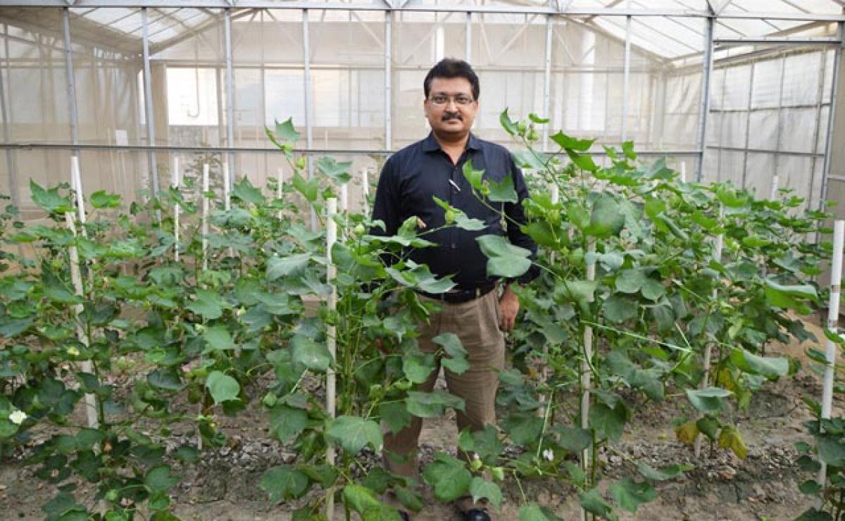 One more Genetically Modified cotton on the way