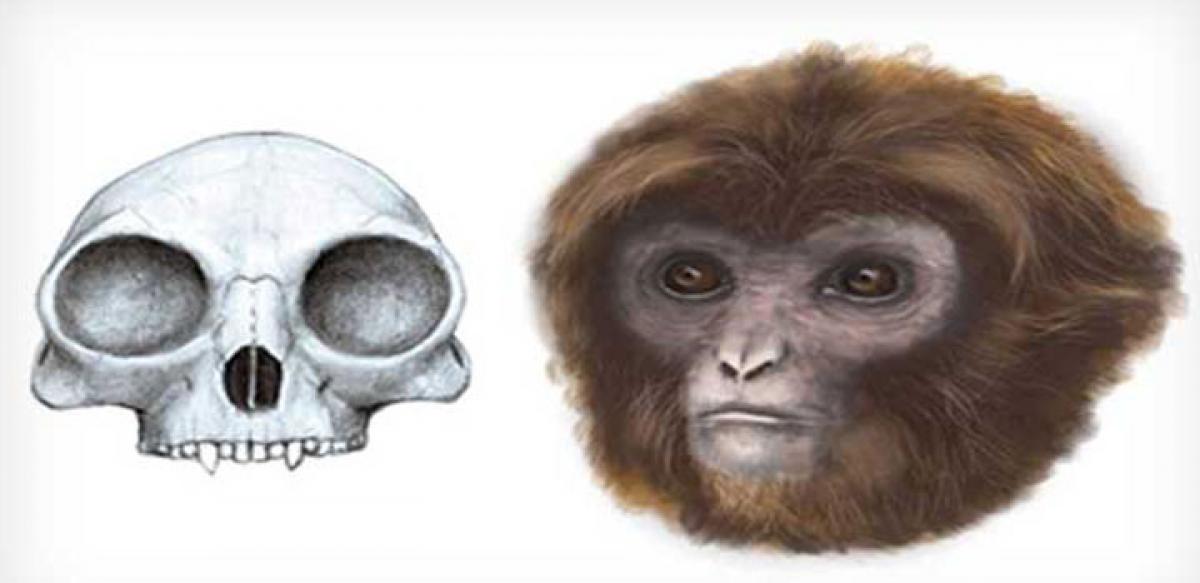 New link in humans, apes evolution found