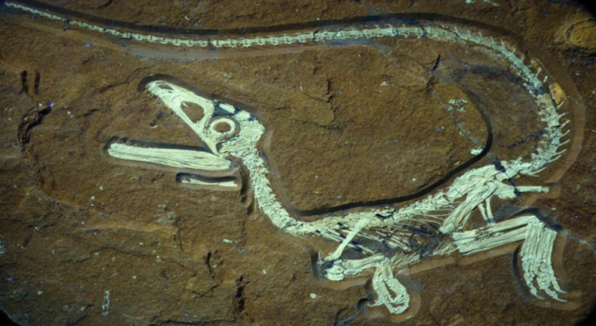 New dinosaur fossil found in Argentina