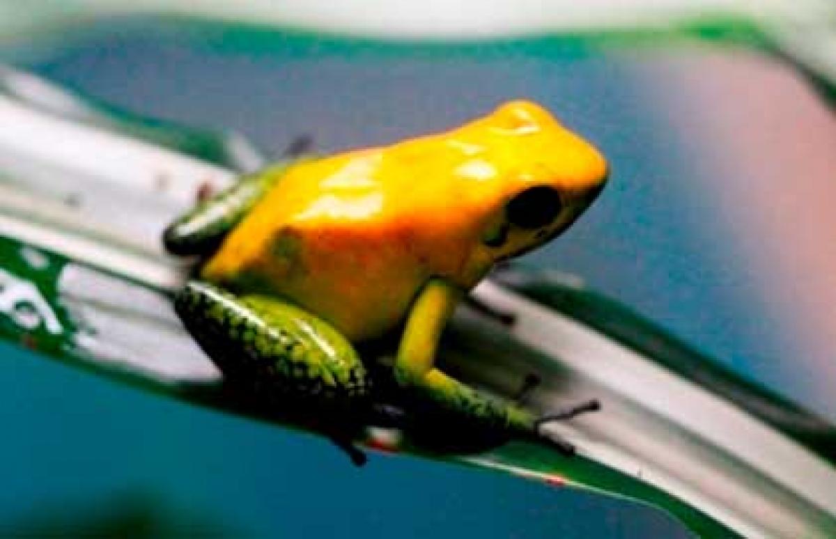 Discovered: Narrow-mouthed frog in Indias coastal plains