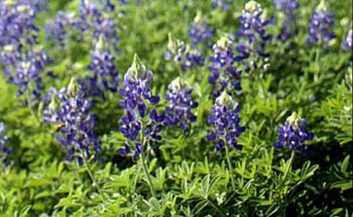 Contradiction for success– Learn your HR message from the seed of bluebonnet plant