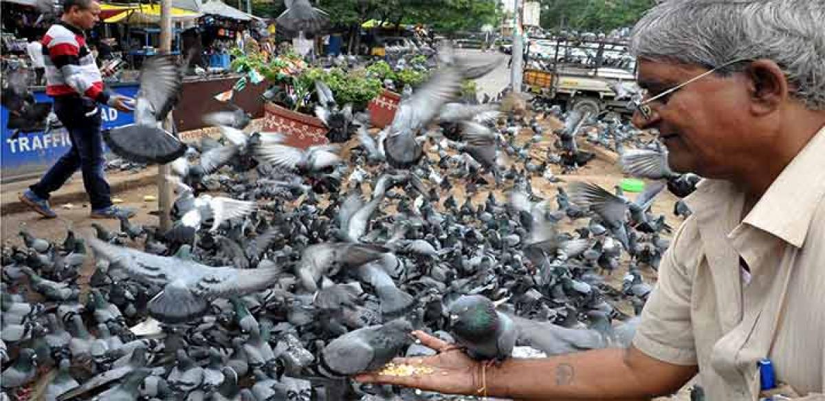 Feeding pigeons can kill you